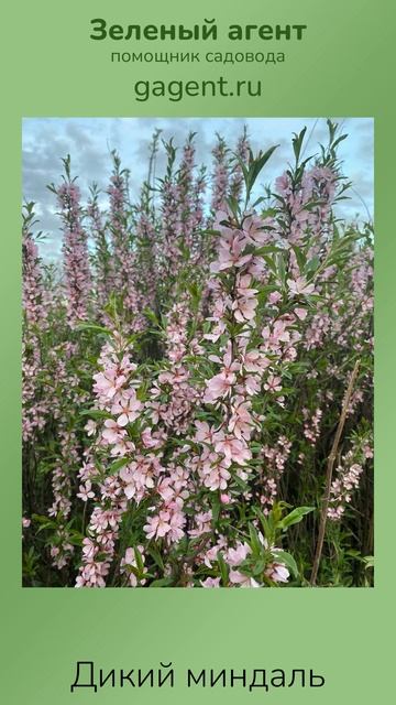 Дикий миндаль - Зеленый Агент