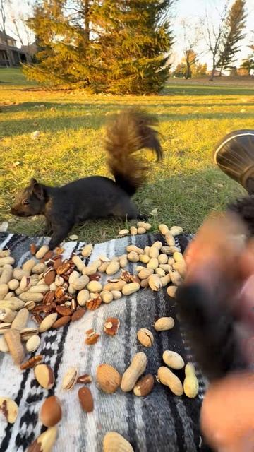 #белка #белки #белочка #топ #топчик #роликдня #видеодня #лучшее #лучшие #лучший #хит #хиты #супер #р