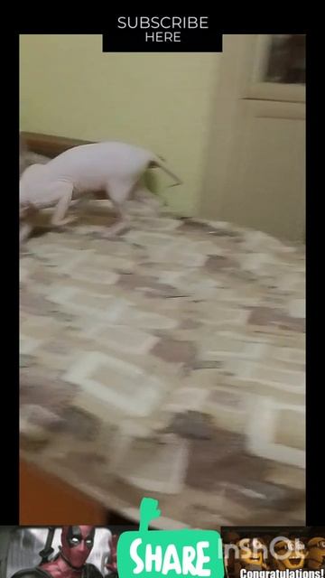 Кошечка "Лу́нка"