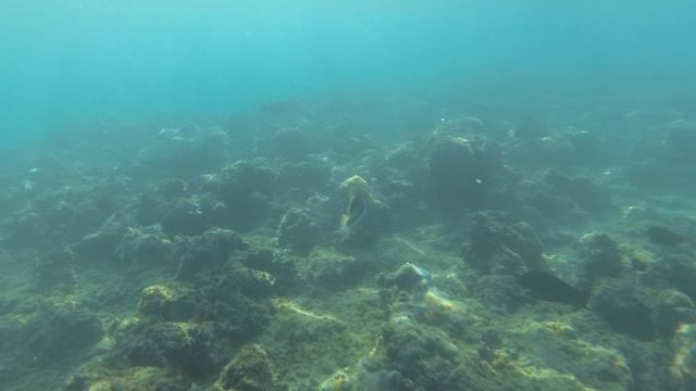 2025-11-18_150248 Рыбки хирург попугай пикассо