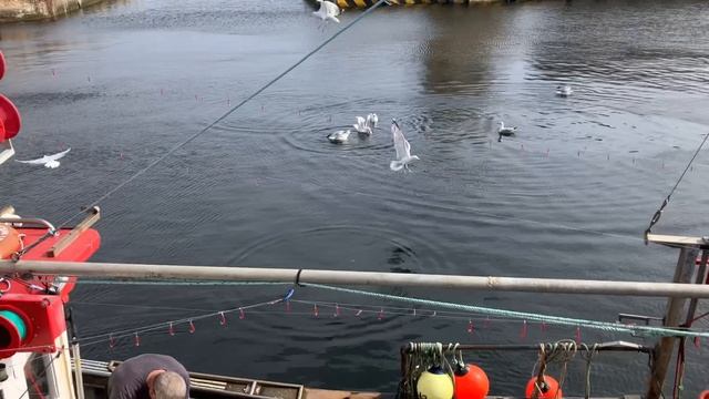 Рыба севера Шотландии. Как почистить.