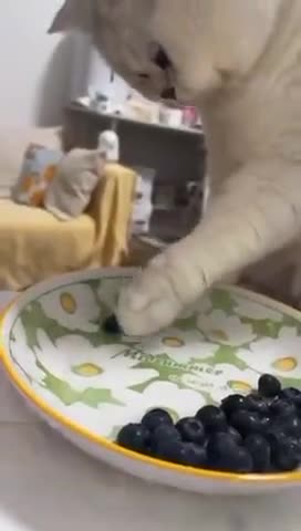 Как занять котика😉😻