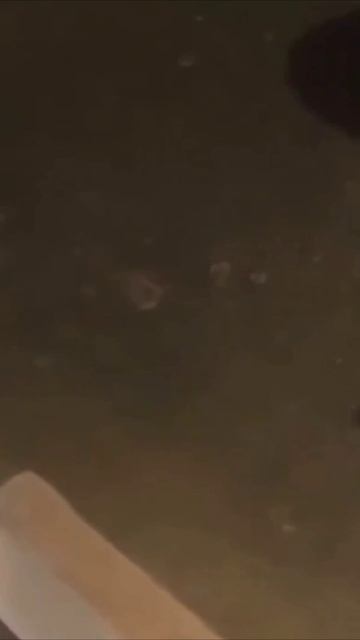 Смешные коты #97-5