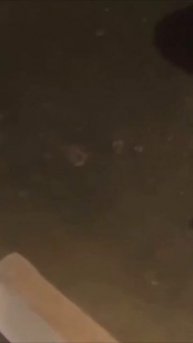 Смешные коты #97-5