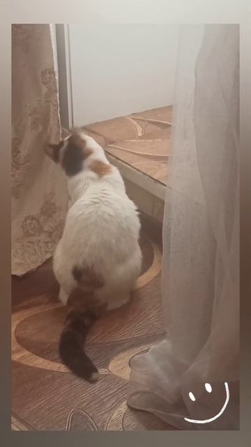 Россия.Сибирь. Ангарск. 15.12.2025г. 🥰🥰🥰 Они для нас СТРАНИЦА В ЖИЗНИ, а мы для них ВСЯ ЖИЗНЬ!