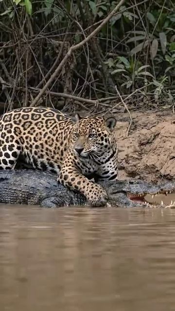 Ягуар и Аллигатоор