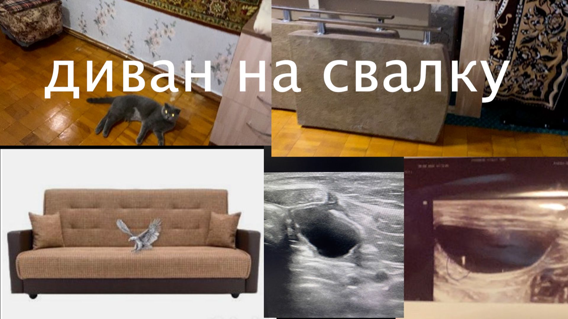 14.12 диван на свалку // спим на полу // книголюбы // новое УЗИ // право на мечту