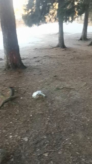 Капище (святилище) - место для обрядов у язычников в Шуваловском парке Санкт-Петербурга.