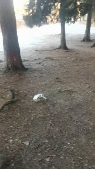 Капище (святилище) - место для обрядов у язычников в Шуваловском парке Санкт-Петербурга.