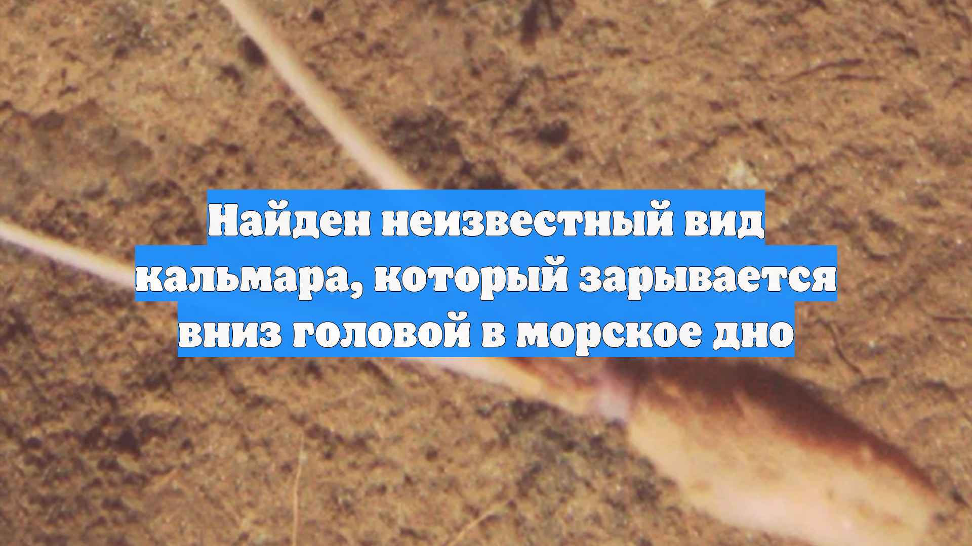 Найден неизвестный вид кальмара, который зарывается вниз головой в морское дно