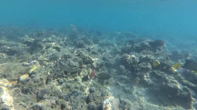 2025-11-19_094756 Рыбки Маша на папе