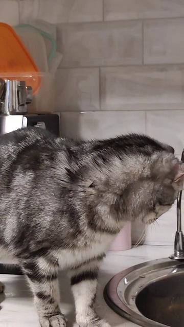 Кошка шакалит на кухне