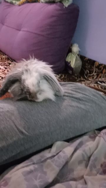 Просто Степашка🐰мини ролики нашего любимца☺️