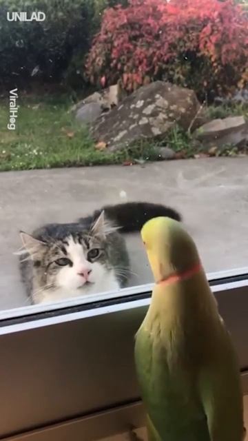 VID_20251214_043539_055.mp4