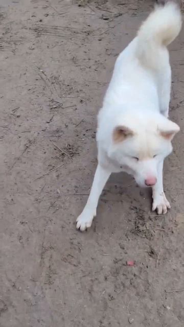 Встречаем воскресенье с танцами и милым собакеном 🐶😘🥰🤩😚