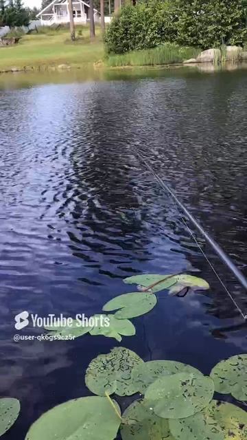 Ленобласть. Хвойное. 22.07.2024. Часть 100. Утята_ Не клюет_ А теперь клюет- лови рыбку для нас