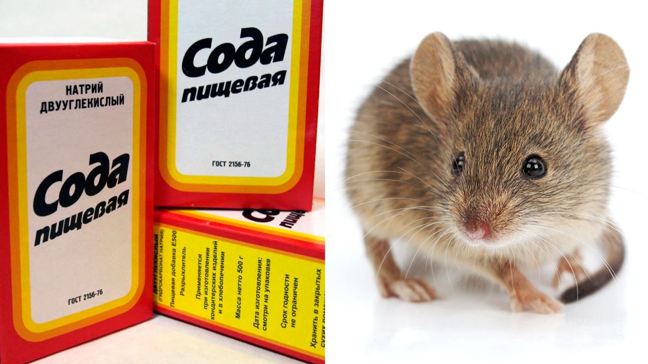 Как избавиться от мышей и крыс навсегда За 1 минуту!!..