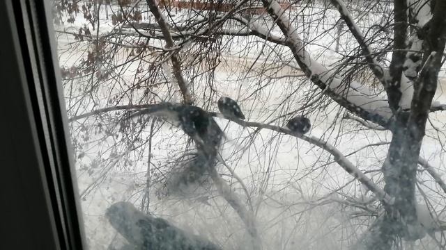 14.12.25г/обед для птиц/зима, сугробы.