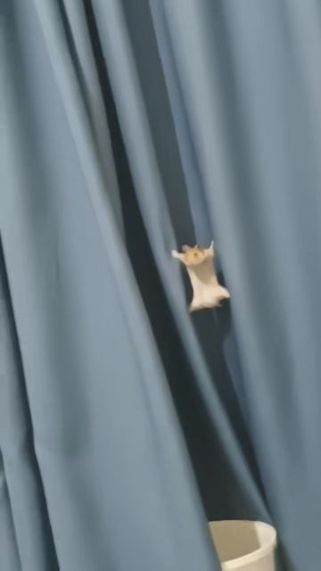 #хомяк #хомяки #хомячок #хомячки #приколы #юмор #прикол #смешно #топ #топчик #роликдня #видеодня #лу