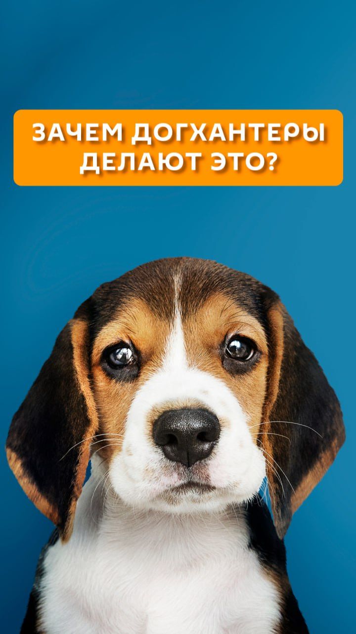 Зачем догхантеры делают это?