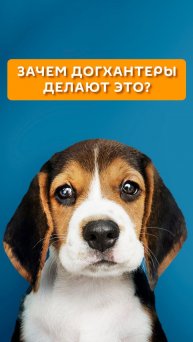 Зачем догхантеры делают это?