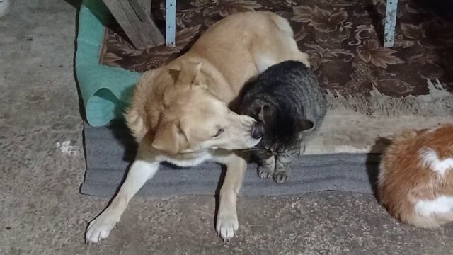 Неразлучные друзья