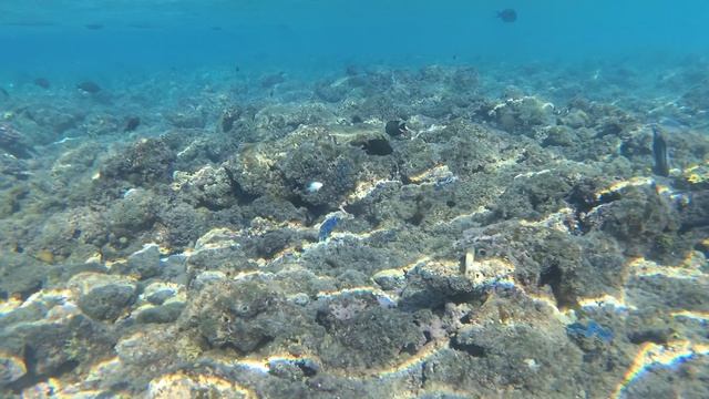 2025-11-17_092137 Рыбки Хирурги, Пикасо Попуга Титан спинорог Фугу