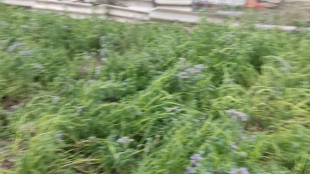 Фацелия повяла