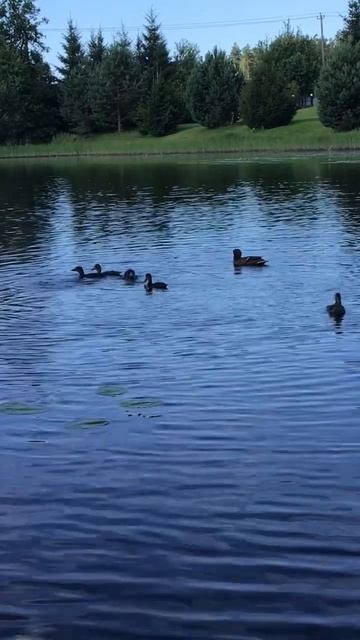 Ленобласть. Хвойное. 23.07.2024. Часть 101. Утята_ Обед малышни в отсутствии прикорма