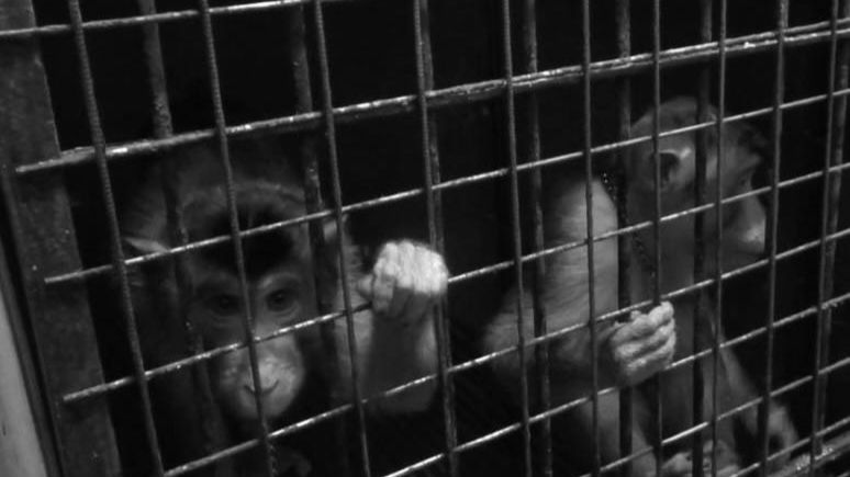 Из расследования «ВИТА»