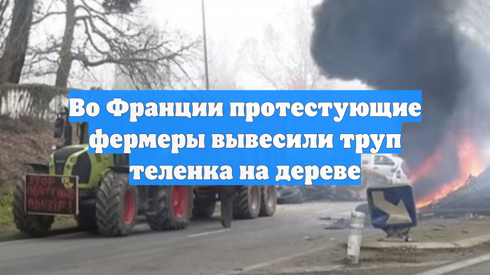 Во Франции протестующие фермеры вывесили труп теленка на дереве