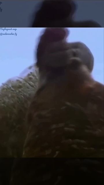 Бой... ✨💫👀