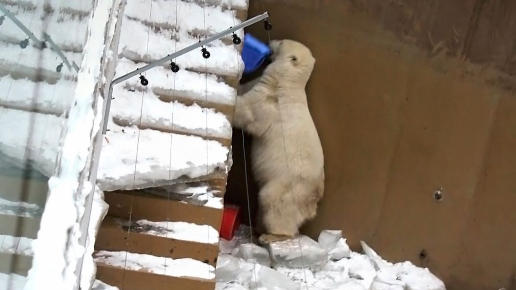 Медвежата Белка и Стрелка. Пока одна сестренка наводит порядок в кладовой, вторая доедает угощение.