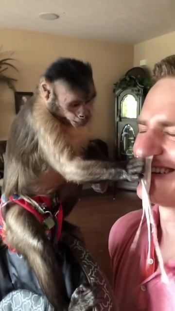 Смешные обезьяны