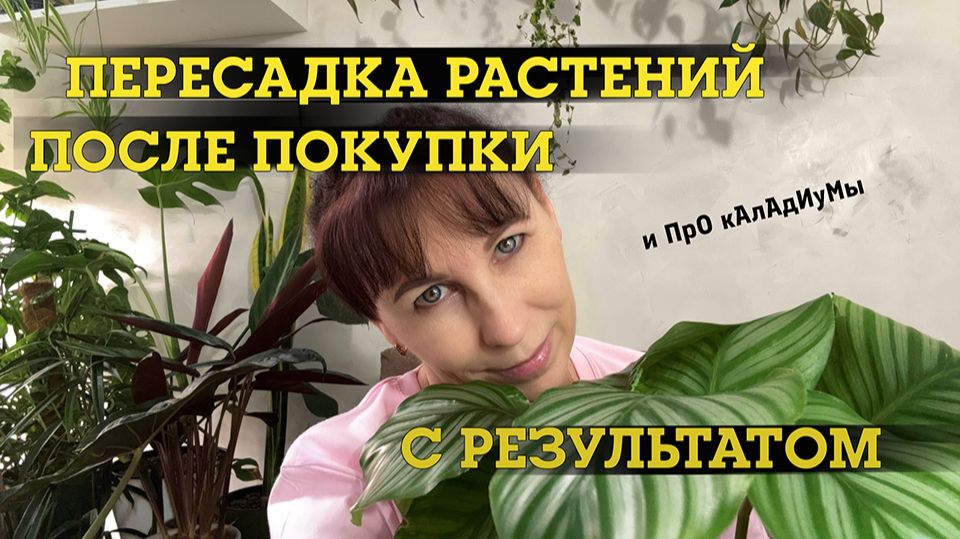 Пересадка растений после покупки и немного про каладиумы
