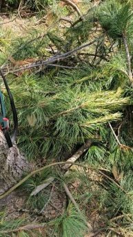 Упрощение подъема на деревья с помощью стремени