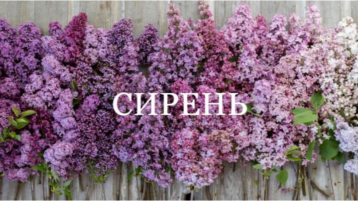 Сирень. Сорта и описание.