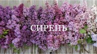 Сирень. Сорта и описание.