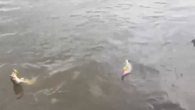 Видео от За Трофеем: Охота и Рыбалка