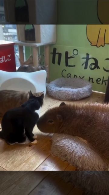 Любители карбонары🥰