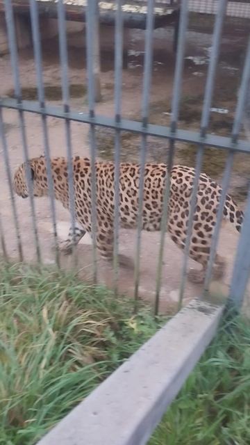 Зоопарк Аленушка (леопард)