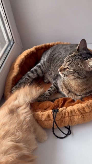 Богатырь заснул