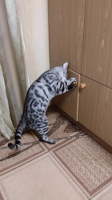 любопытство - не порок