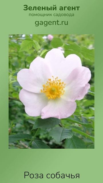 Роза собачья - Зеленый Агент