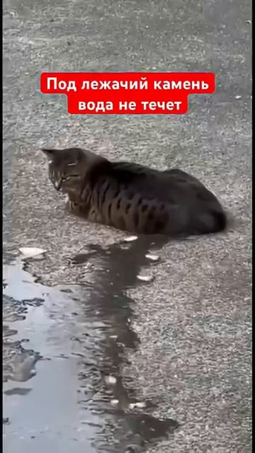 Вода не течёт под кота