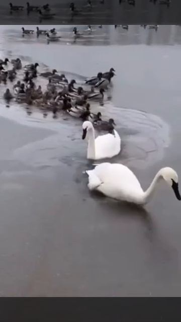 Ледокол 🦢✨💫⚜️🌟✴️☀️👑☺️😉