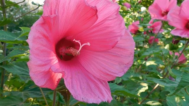 ВИДЕО ПВН ББ (902)