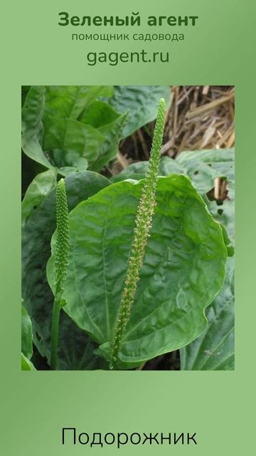 Подорожник - Зеленый Агент