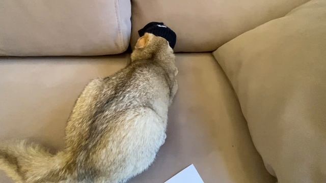 Если бы котики были в школе