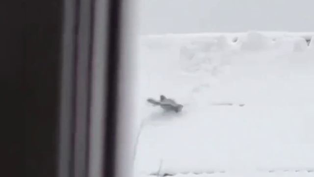 1000009890.mp4 🐦⬛🌲 А ВЫ КОГДА - НИБУДЬ ВИДЕЛИ, КАК ВОРОНА РАДУЕТСЯ ПЕРВОМУ СНЕГУ 🐦⬛🌲